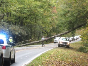 Park rangers evaluating a tree that has fallen across Newfound Gap Road.