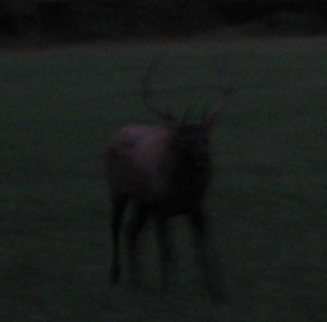 The second-largest bull elk that we've seen in Great Smoky Mountain Nation Park.