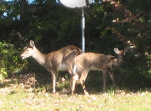 A pair of does visiting the campground