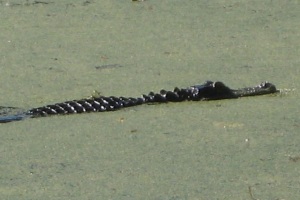 One of many alligators found at Magnolia Plantation