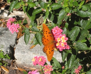 A butterfly enjoying the blooms at Magnolia Plantation
